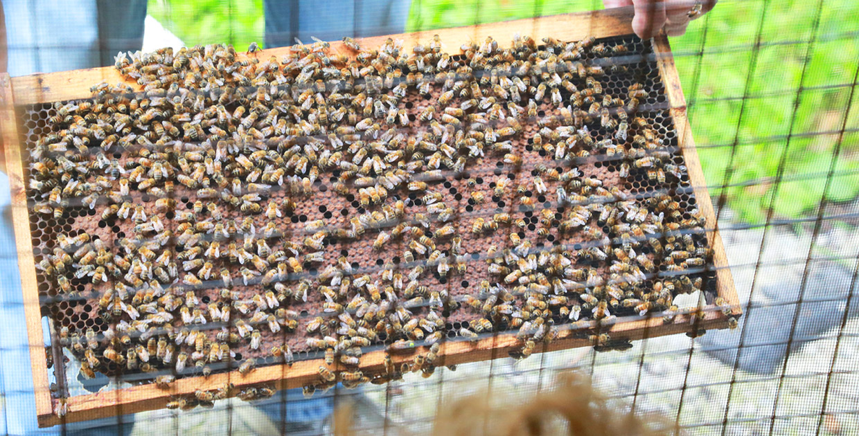 apiarist tends beehive at Kortright Centre