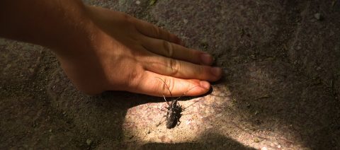 bug crawls on boy's hand at Kortright summer nature camp