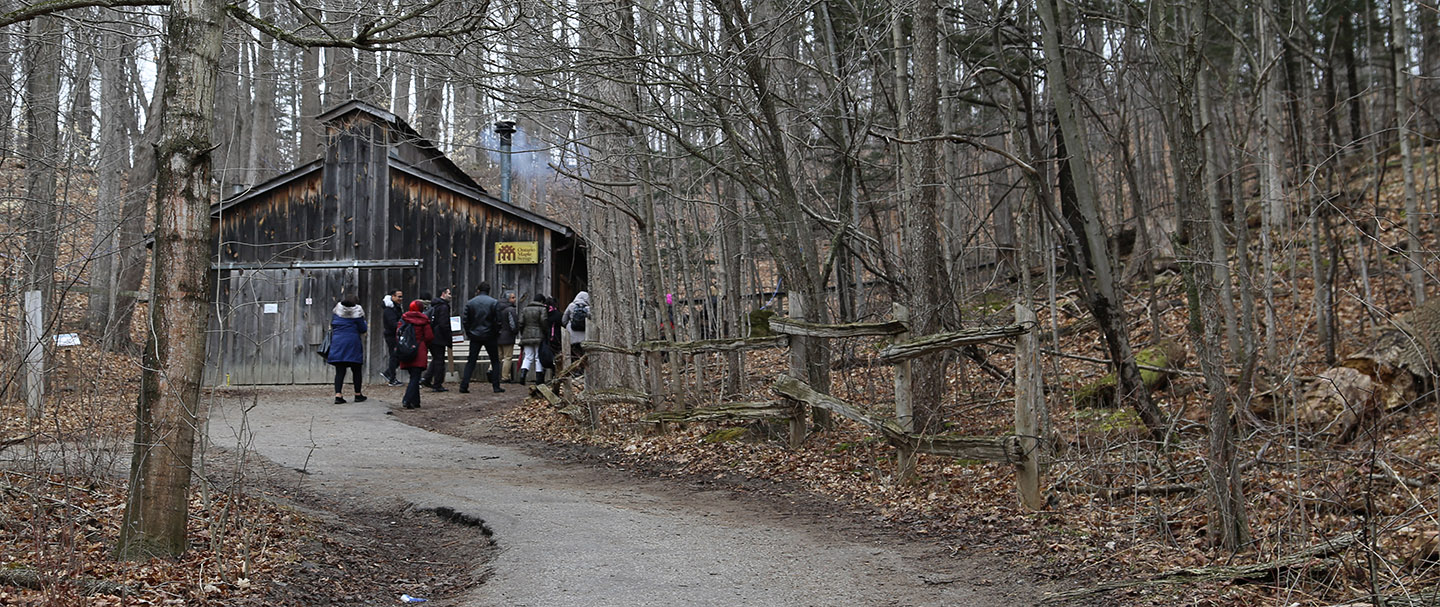 Maple Syrup Xarope de Bordo Kortright Centre for Conservation