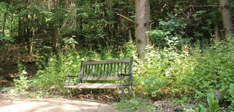 bench on forest path at Kortright Centre