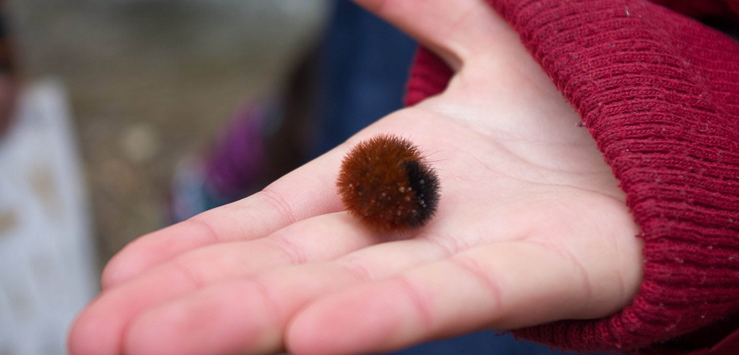 girl holds caterpillar in her palm