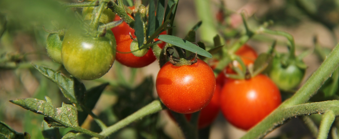organic tomatoes on the vine