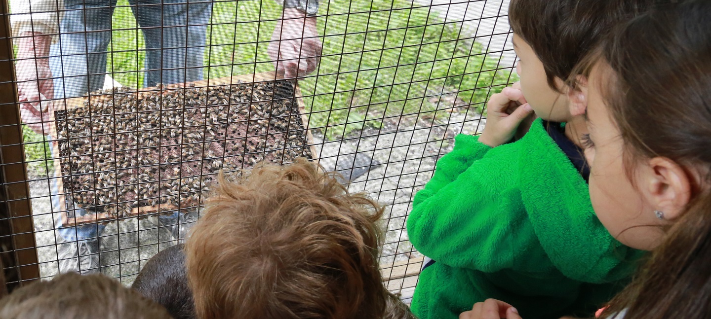 students watch beekeeper at work