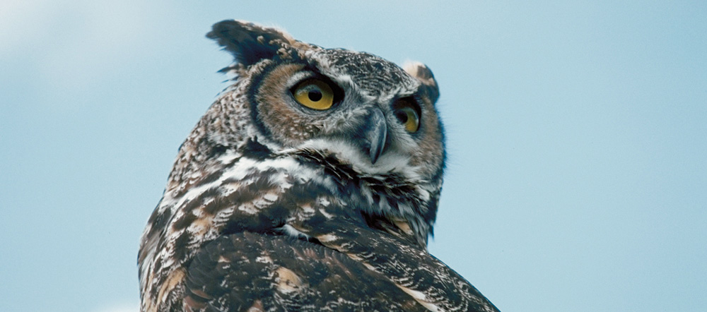 great horned owl