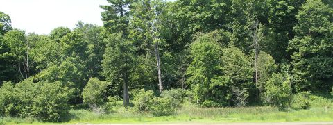 plants and trees at Kortright Centre