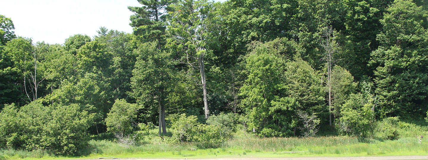 plants and trees at Kortright Centre