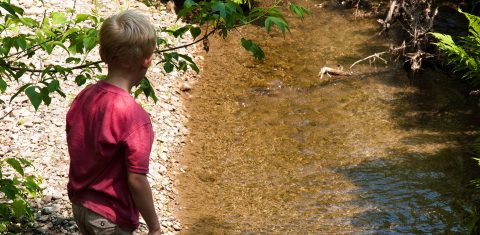 young boy explores stream at Kortright Centre