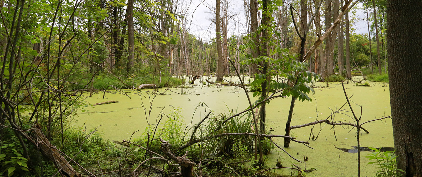 wetland area at Kortright Centre