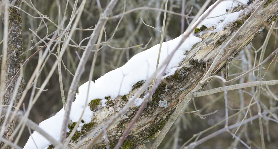 a tree branch at Kortright Centre is dusted with snow on a winter day