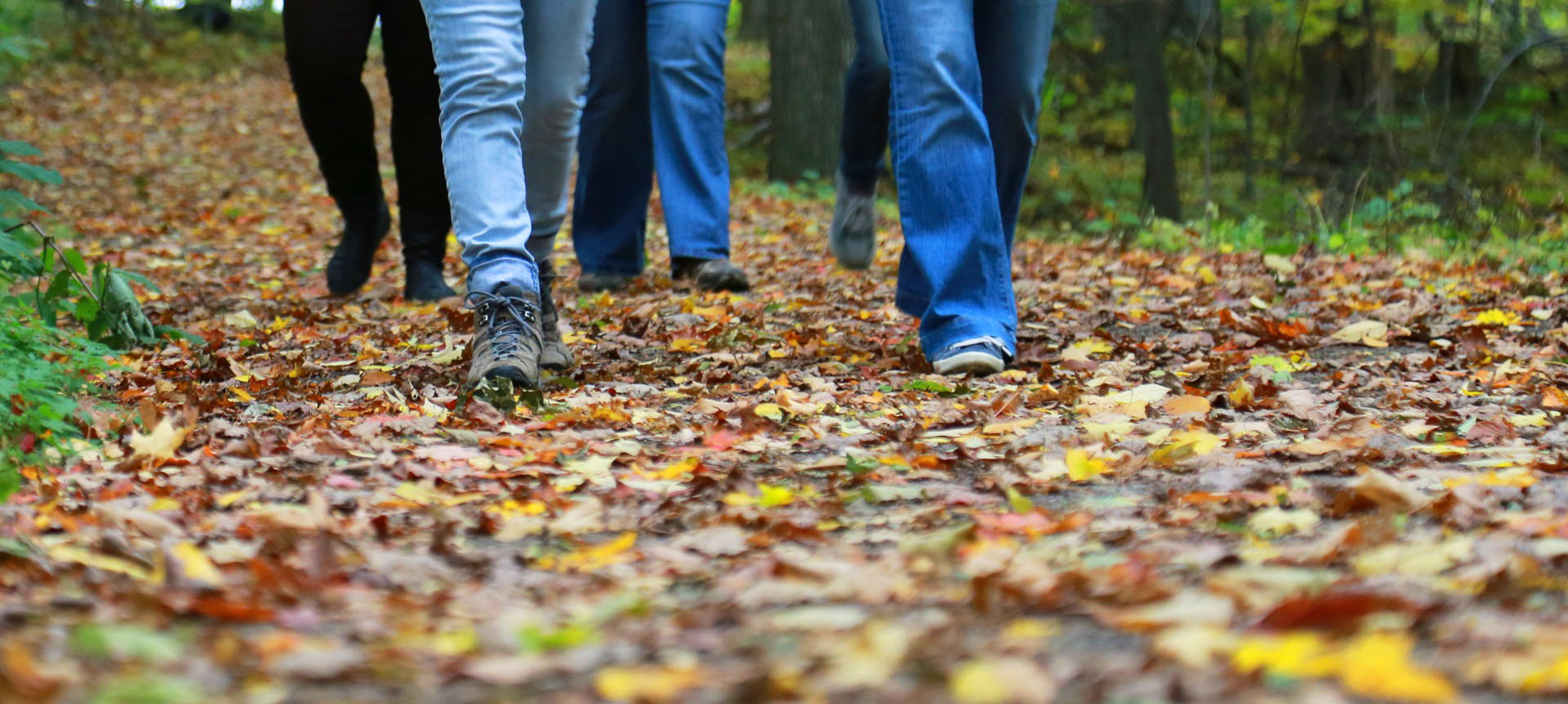 Fall Colours Celebration