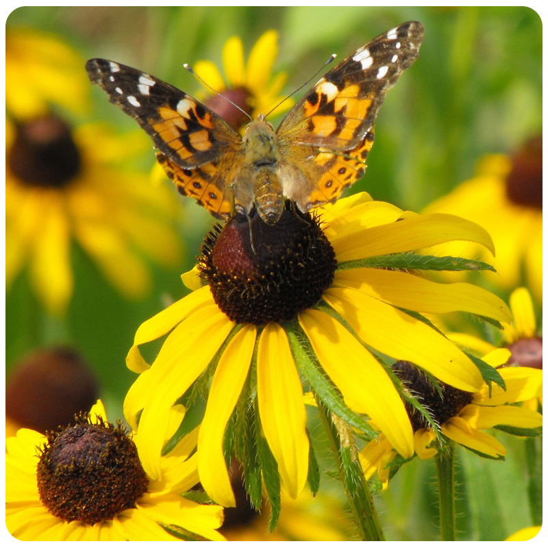 butterfly on black eyed susan