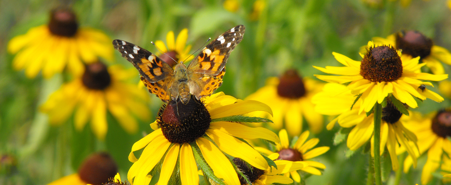 butterfly on black eyed susan