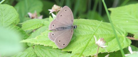 little wood satyr butterfly