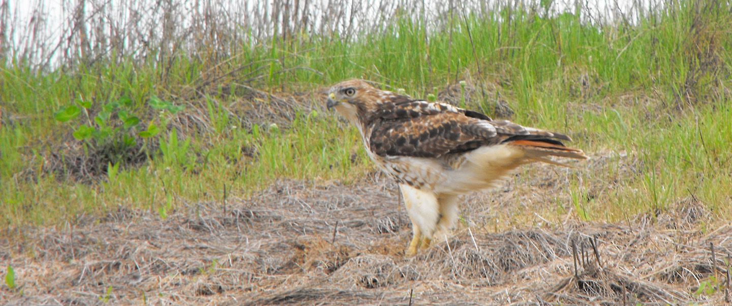 red tailed hawk