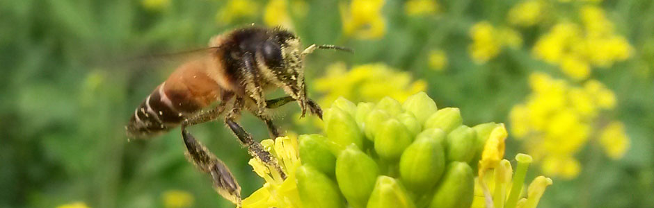 Run for the Bees 2018 @ Kortright Centre for Conservation