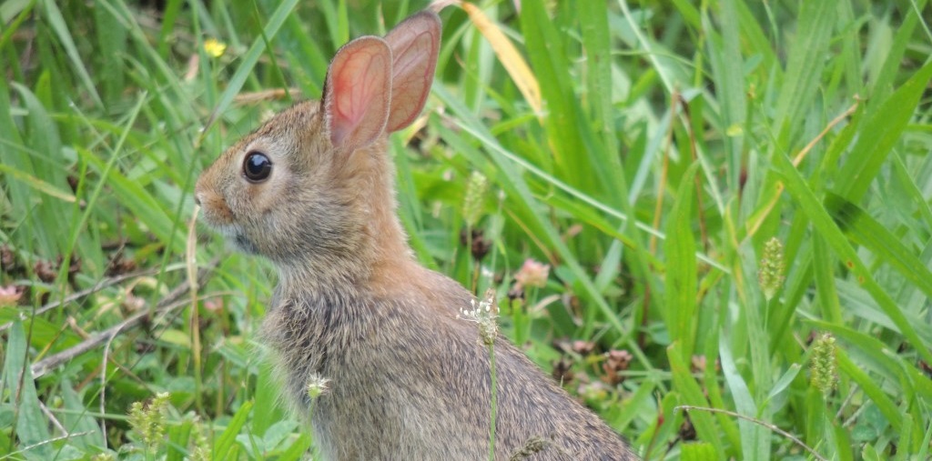 eastern cottontail rabbit