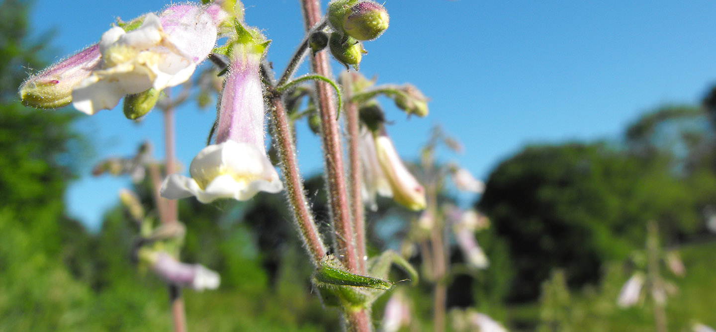 wildflowers at Kortright Centre