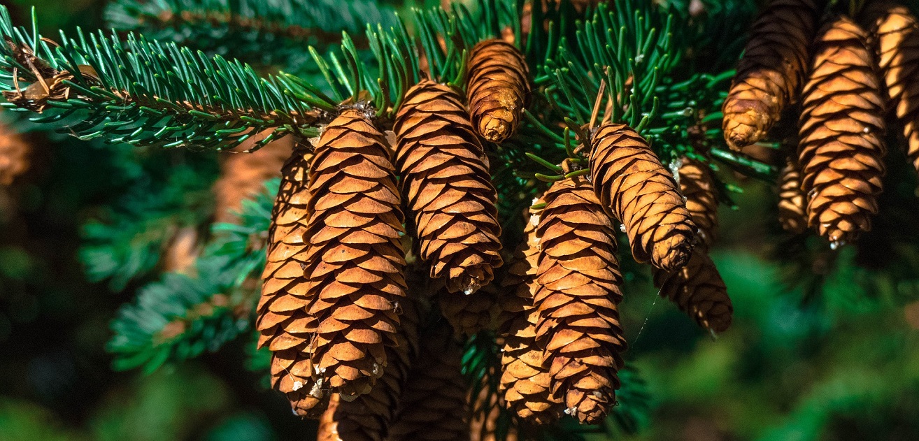 pine cones
