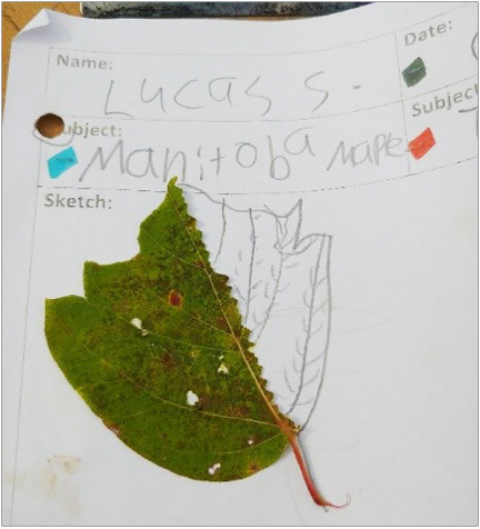 pencil sketch of Manitoba maple tree leaf by a student at The Nature School