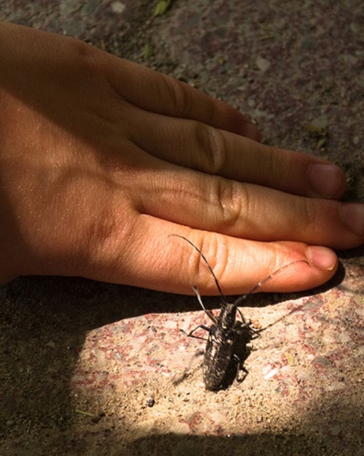 summer camper studies insects at Kortright Centre