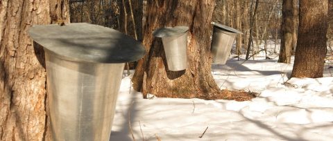 tin buckets capture sap from maple trees to make maple syrup