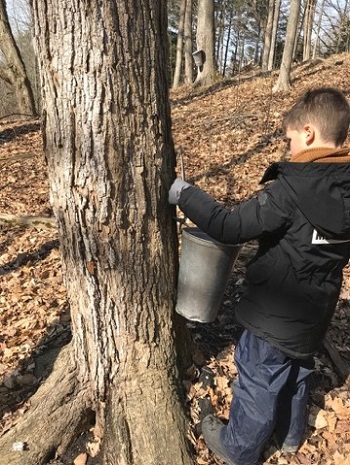 student at The Nature School checks bucket hanging from maple tree to see how much sap has been collected