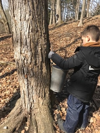 Maple Syrup Xarope de Bordo Kortright Centre for Conservation