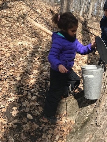 student at The Nature School checks bucket hanging from maple tree to see how much sap has been collected