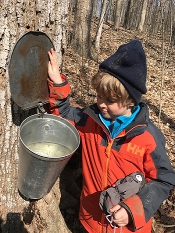 student at The Nature School checks bucket hanging from maple tree to see how much sap has been collected