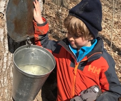student at The Nature School checks bucket hanging from maple tree to see how much sap has been collected