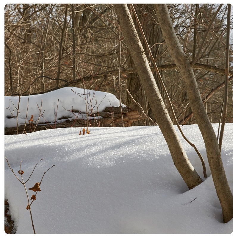 a winter scene at Kortright Centre for Conservation