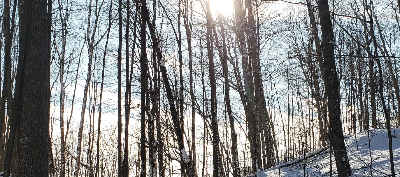 afternoon sunlight falls on a forest trail on a winter day