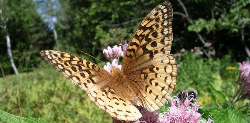 fritillary butterfly on wild flowers