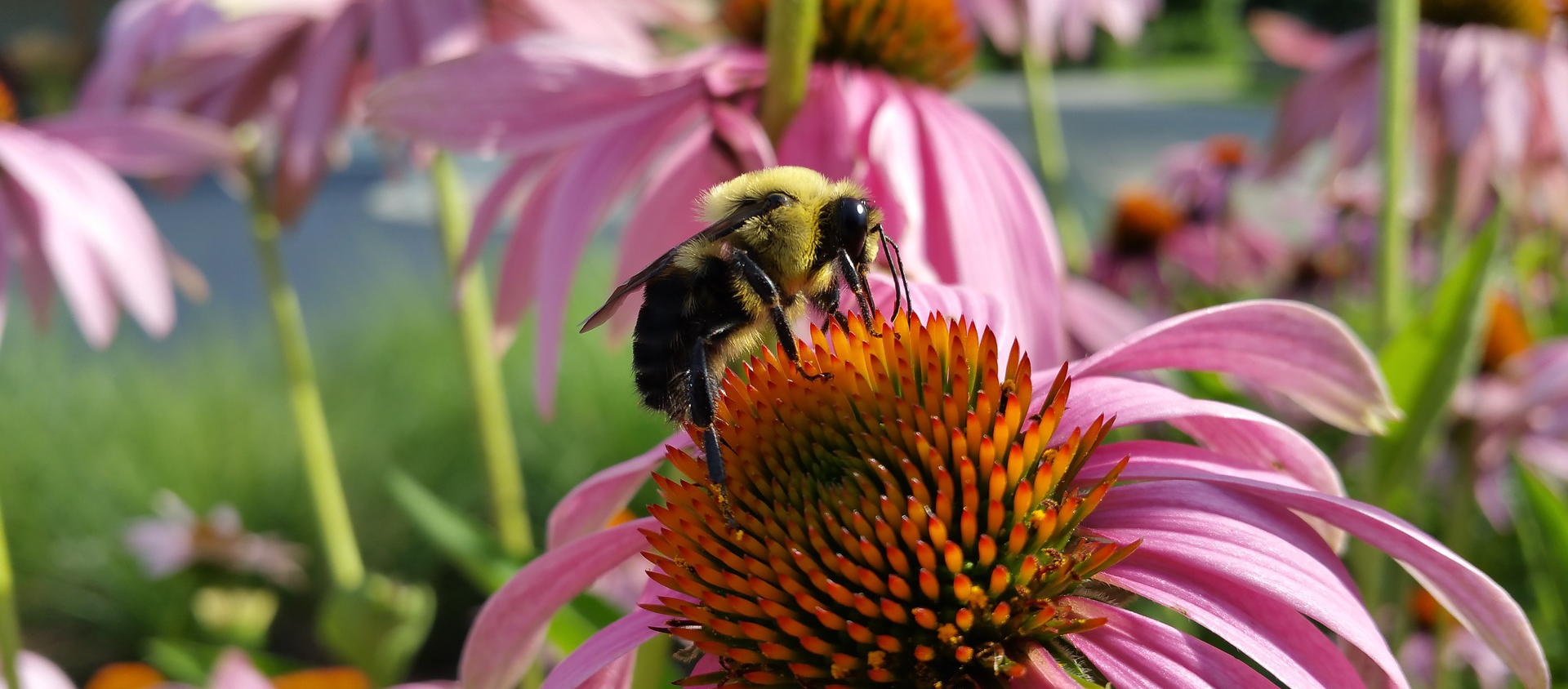 bumble bee on a pink black eyed Susan