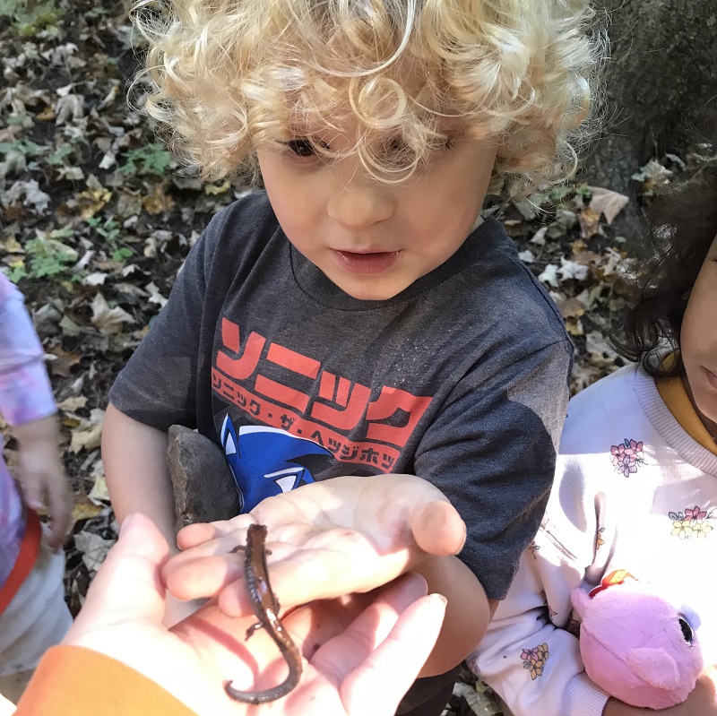 a Little Saplings program student encounters a salamander at Kortright Centre for Conservation