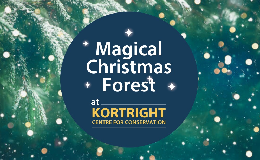 Magical Christmas Forest at Kortright Centre for Conservation