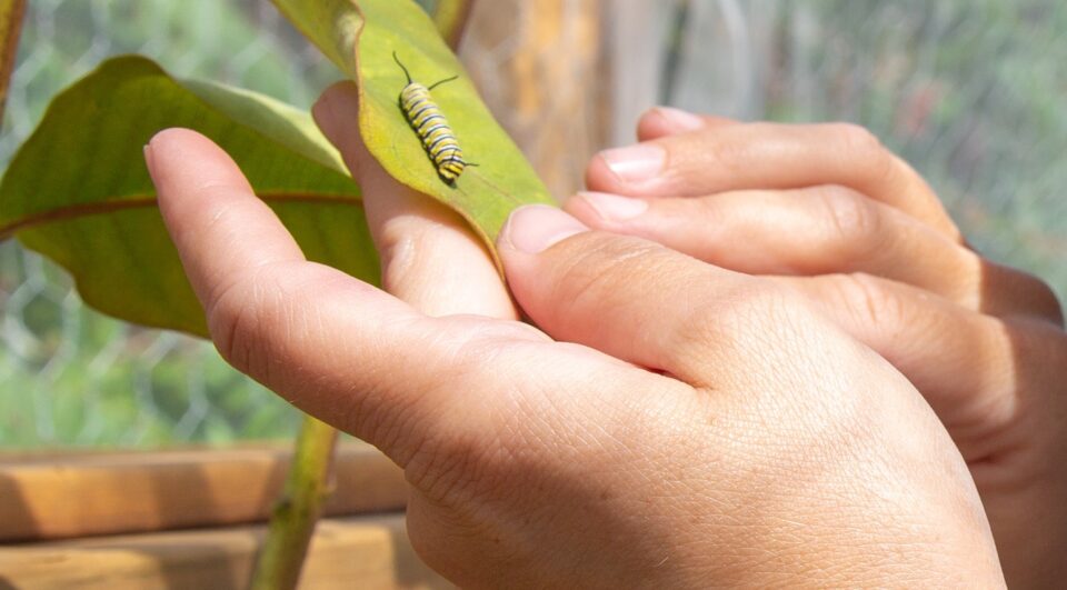 a child examines a caterpillar on a leaf