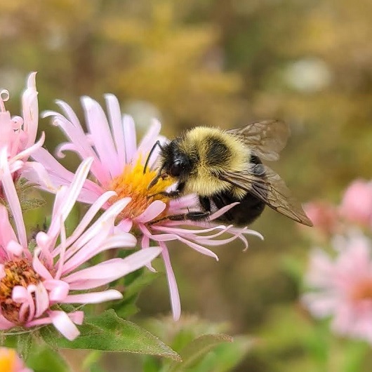 a bumble bee lands on a native wildflower