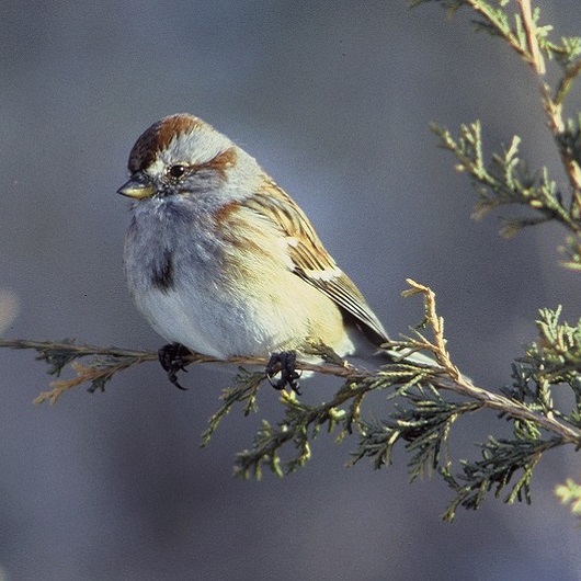 a sparrow perched on a tree branch