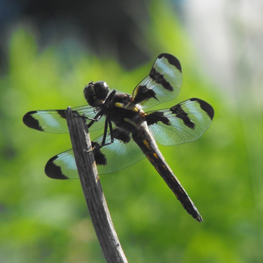 a dragonfly hovers in the light of a summer afternoon