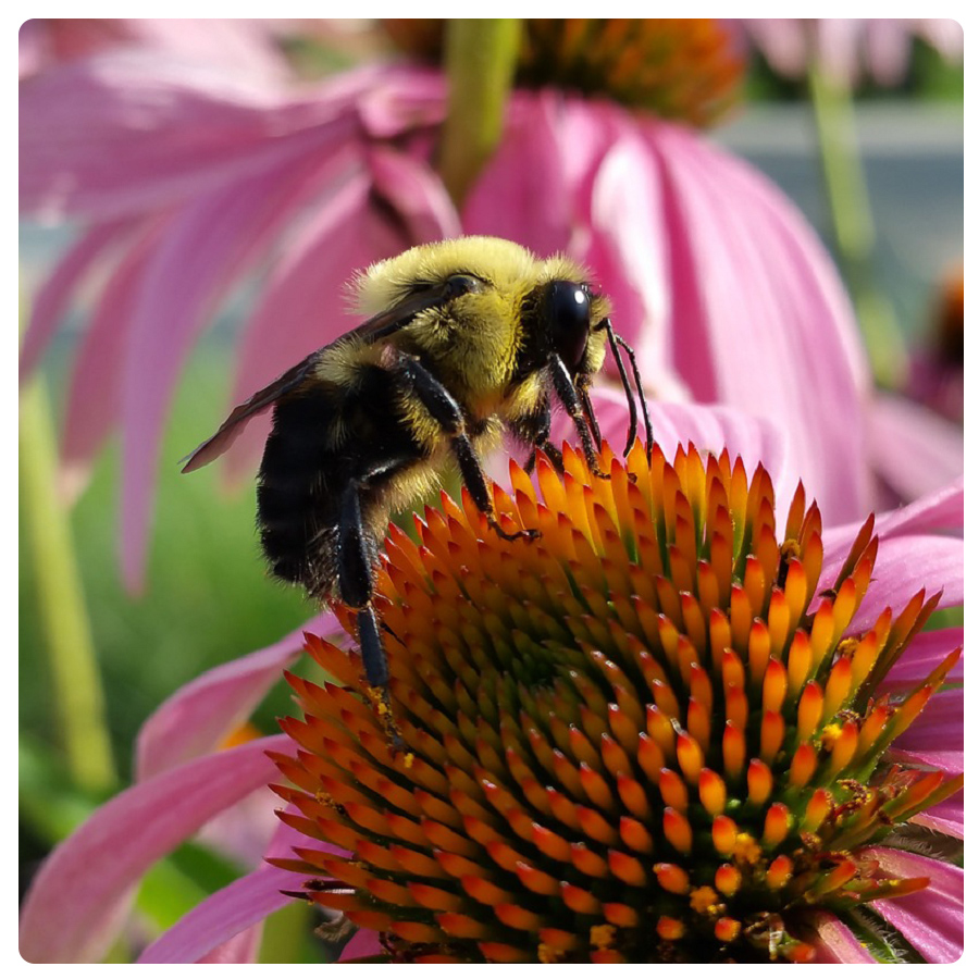 a bumble bee lands on a purple coneflower