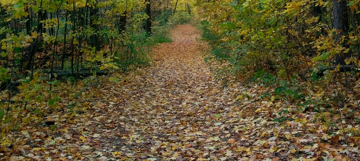 a forest trail strewn with autumn leaves