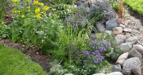 a rain garden