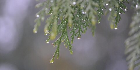 rain drips from the branches of a tree
