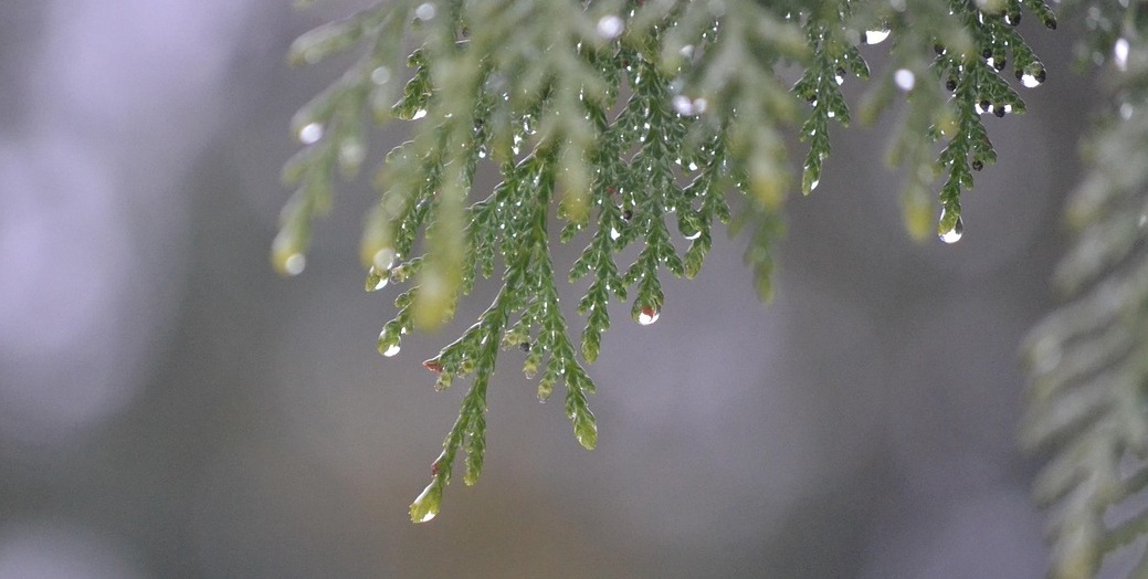 rain drips from the branches of a tree