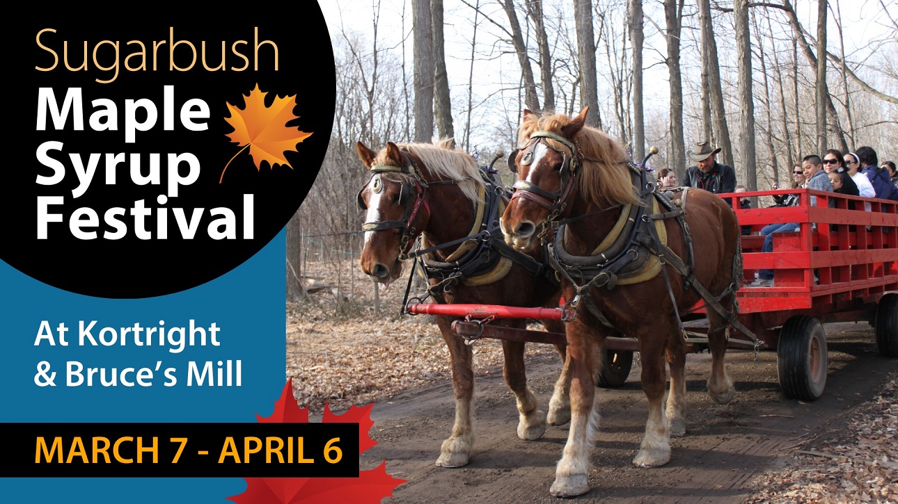 experience the Sugarbush Maple Syrup Festival at Kortright Centre for Conservation from March 7 to April 6 2026
