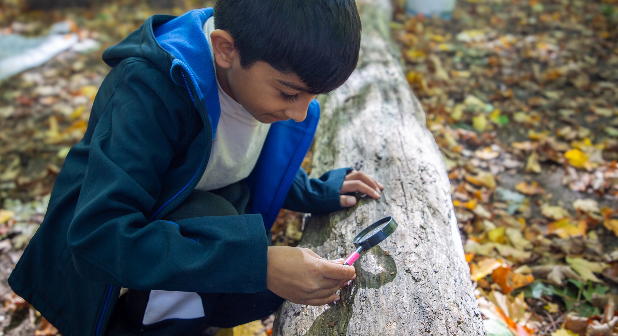 a student at the Nature School at Kortright Centre uses a magnifying glass to study tree bark
